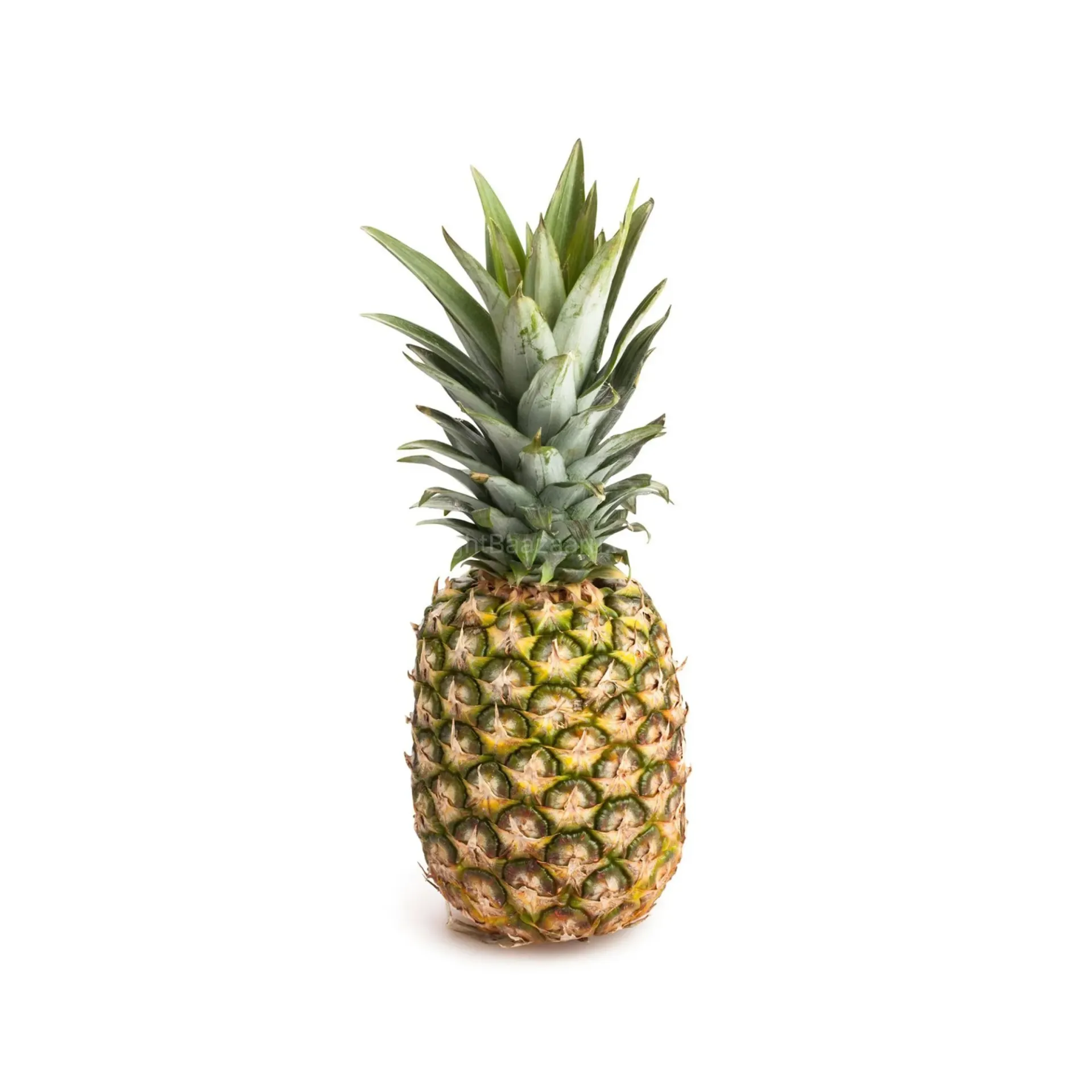 [100449] FRESH PINEAPPLE